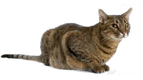 Na snímku možná ocicat připomíná domácí kočku, ve skutečnosti je však větší a má hustší srst