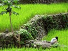 Rýové pole na Filipínách, v horské oblasti Banaue