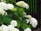 Hortenzie stromkovit (Hydrangea arborescens) vytv velk, vtinou bl kulovit kvtenstv, od lta do potku podzimu