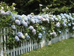Z hortenzií můžete vytvořit i živý plot 