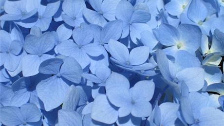 V půdě s pH 3,5 až 4,5 se hortenzie s růžovým květenstvím zbarvuje modře 