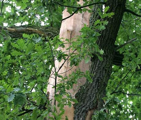 Bleskem oloupan dub v Jimlkov na Karlovarsku 