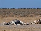 Odpoívající zebry v Národním parku Etosha v Namíbii