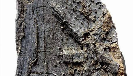 Datování odhalilo neekané stáí stromu, dub stával poblí toku stedního Labe mezi lety 600 a 800 naeho letopotu.