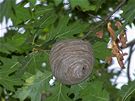 Nenápadné vosí hnízdo skrývá nebezpený hmyz