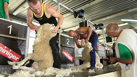 V Malhostovicích na Brnnsku se o víkendu konalo mistrovství ve stíhání ovcí