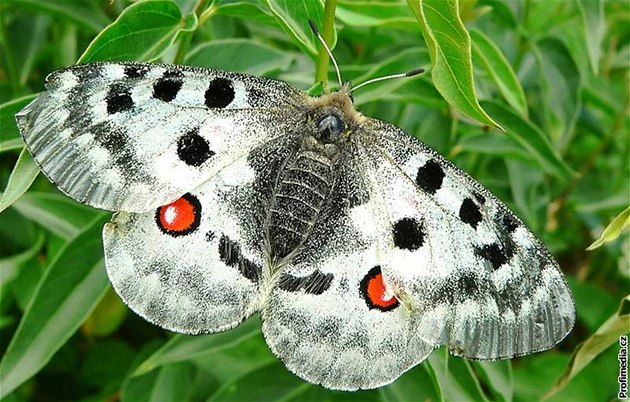 Z přírody mizí některé druhy motýlů, mohou za to i sběratelé - iDNES.cz