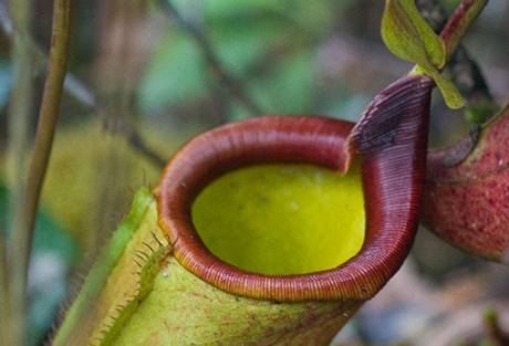 Nepenthes deaniana