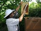 Rámek, ze kterého chcete stáčet med, musíte nejprve zbavit včel 