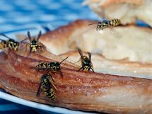 Na vosy pozor i p�i j�dle, s oblibou sedaj� na rozjeden� ovoce nebo sladkosti