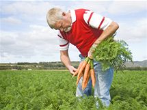Farmář pěstující mrkev