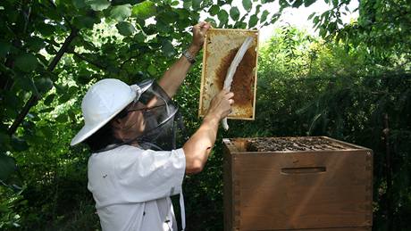 Rámek, ze kterého chcete stáčet med, musíte nejprve zbavit včel 