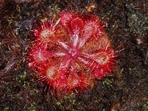 Drosera