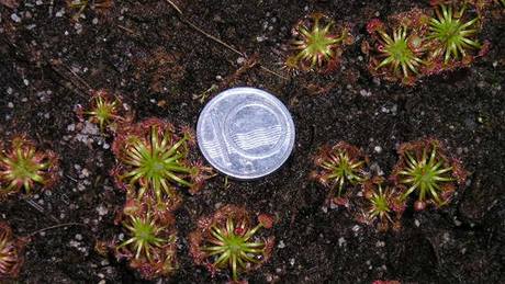 Drosera mini