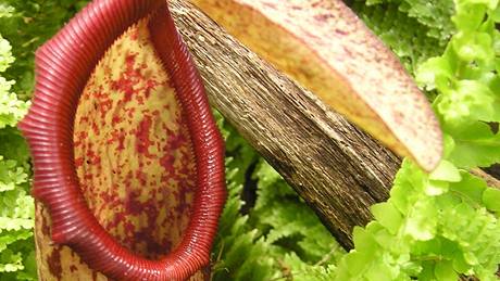 Nepenthes