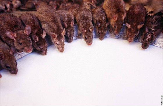 Za jídlo se krysy nauí vyhledávat miny.