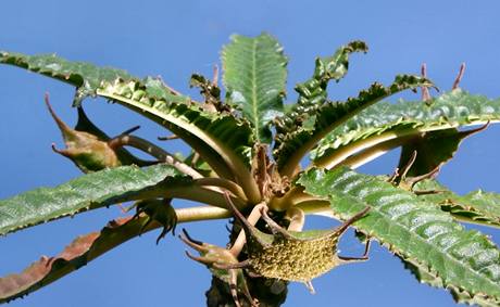 Dorstenia Foetida