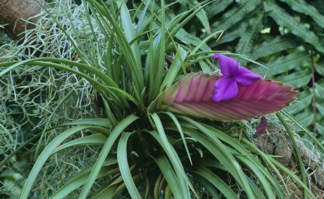 Tillandsia