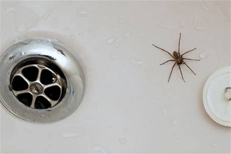 Pavouci vlezou do domu všemi otvory