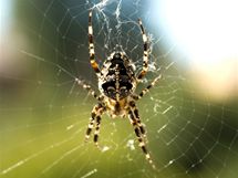 Podle americkch vdc maj eny strach z pavouk zakdovan v genech