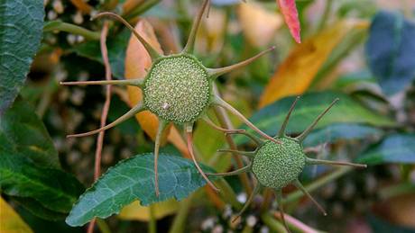 Dorstenia Foetida