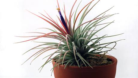 Tillandsia