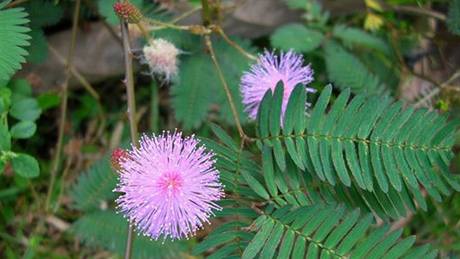 Mimosa Pudica