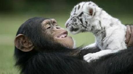 impanzí samice Anjana si hraje s bílým tygrem