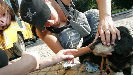 Pojízdná zubní ordinace pro psy ordinovala v Luáneckém parku v Brn.