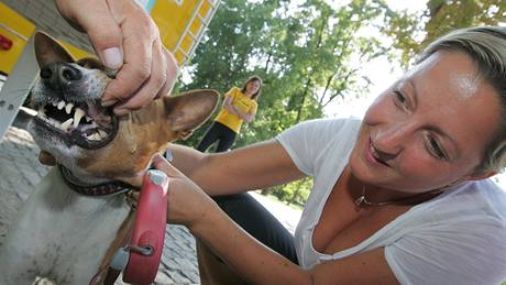 Pojízdná zubní ordinace pro psy ordinovala v Luáneckém parku v Brn.