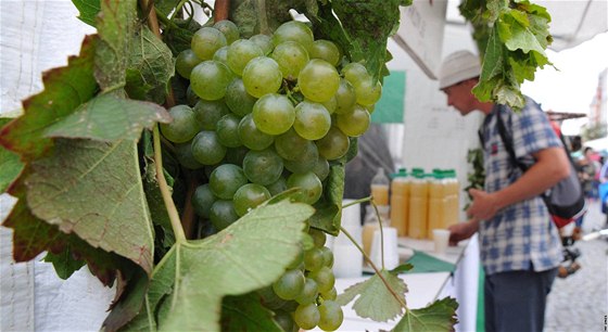 Dnes zaalo v Mikulov Pálavské vinobraní