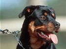 Rotvajler je mohutný pes pekypující silou, jako stvoený pro sportovní kynologii 