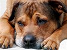 Pes se separaní úzkostí tká, vyje nebo nií nábytek