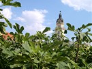 Maarsko, Pécs - pohled na v radnice pes fíkovník. Tato exotická plodina je zde stejnbná jako u nás jablon.