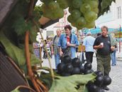 Dnes zaalo v Mikulov Plavsk vinobran