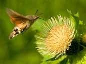 Kivokltsko, dol ticha. Dlouhozobka svzelov (Macroglossum stellatarum)