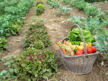 Odměnou zanícenému ekopěstiteli je chutné zdravé ovoce a zelenina 