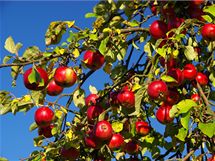 BIO jablka sice nebvaj velk a nablskan, zato jsou bez pesticid a nejrznjch letidel mnohem zdravj