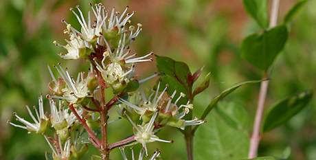 Henna (Lawsonia Inermis)