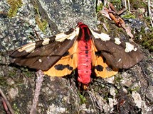Slovensko, Súľovské skály - motýl 