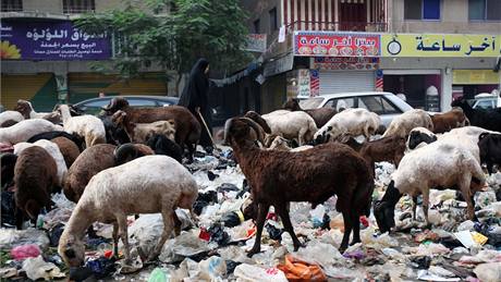 Přeborníky v likvidaci káhirského odpadu byla prasata. Úřady je nechaly kvůli prasečí chřipce ale vybít a ovce už "neodvádí tak kvalitní práci". (17. září 2009)