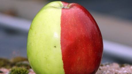 Dvoubarevné jablko