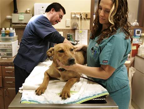 Pes u veterináe
