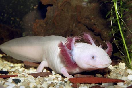 Axolotl mexický - Ambystoma mexicanum