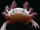 Axolotl mexick neboli vodn drek se dov a ptadvaceti let