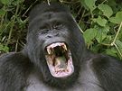 Horská gorila v Národním parku Virunga nedaleko Ugandsko-konské hranice