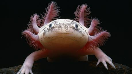 Axolotl mexický neboli vodní dráček se dožívá až pětadvaceti let