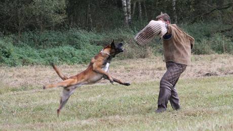 Jihomoravtí policejní psi vyhráli mistrovství republiky