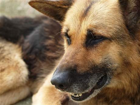 Majiteli z Mysloovic utekli psi. Psa nael mrtvého, fenka byla zranná. Ilustraní foto