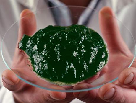 asa chlorella je povaována za super potravinu